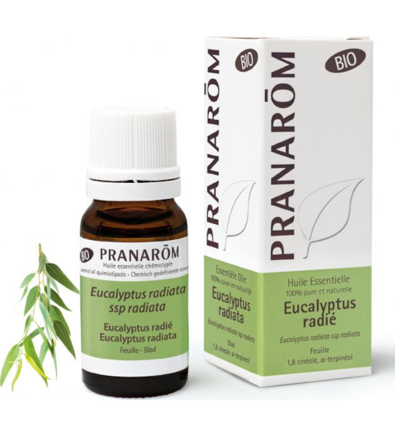 Olejek eteryczny eukaliptusowy Eukaliptus australijski Eucalyptus radiata ssp radiata 10ml PRANARÔM BIO