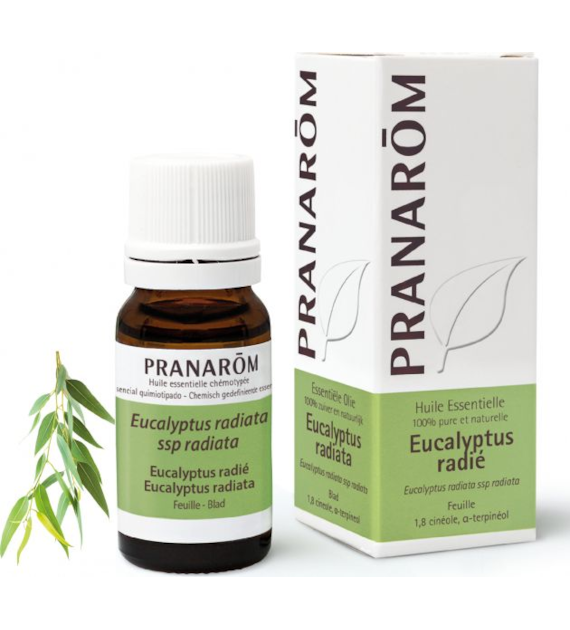 Olejek eteryczny eukaliptusowy Eukaliptus australijski Eucalyptus radiata ssp radiata 10ml PRANARÔM