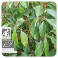Olejek eteryczny kasjowy Cynamonowiec wonny Cynamomowiec chiński Kasja Cinnamomum cassia 10ml PRANARÔM BIO