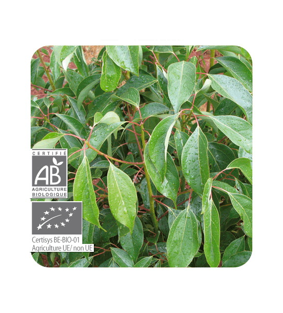 Olejek eteryczny kasjowy Cynamonowiec wonny Cynamomowiec chiński Kasja Cinnamomum cassia 10ml PRANARÔM BIO