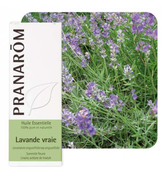 Olejek eteryczny Lawenda wąskolistna Lavandula angustifolia ssp angustifolia 10ml PRANARÔM