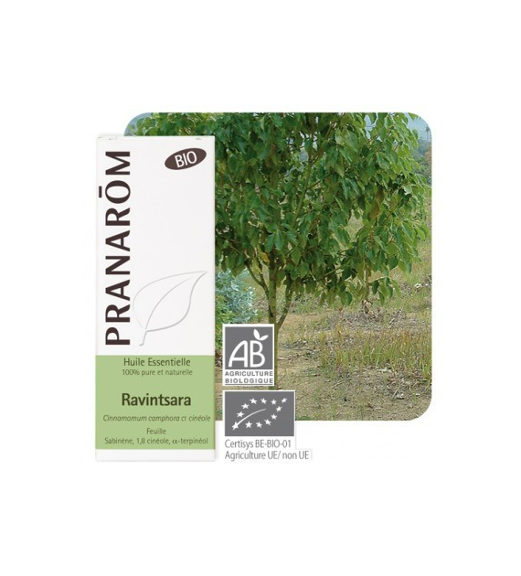 Olejek eteryczny Cynamonowiec kamforowy Ravintsara Cinnamomum camphora ct cineole 10ml PRANARÔM BIO