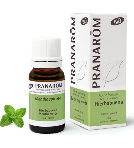 Olejek eteryczny miętowy Mięta zielona Spearmint Mentha spicata 10ml PRANARÔM BIO